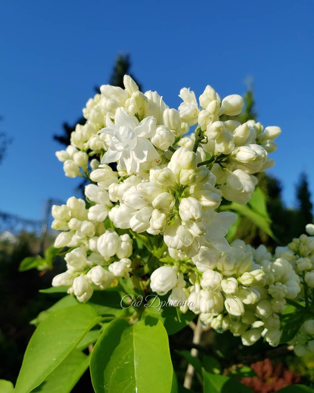 Предвкушение, начало... 🌸🌸🌸