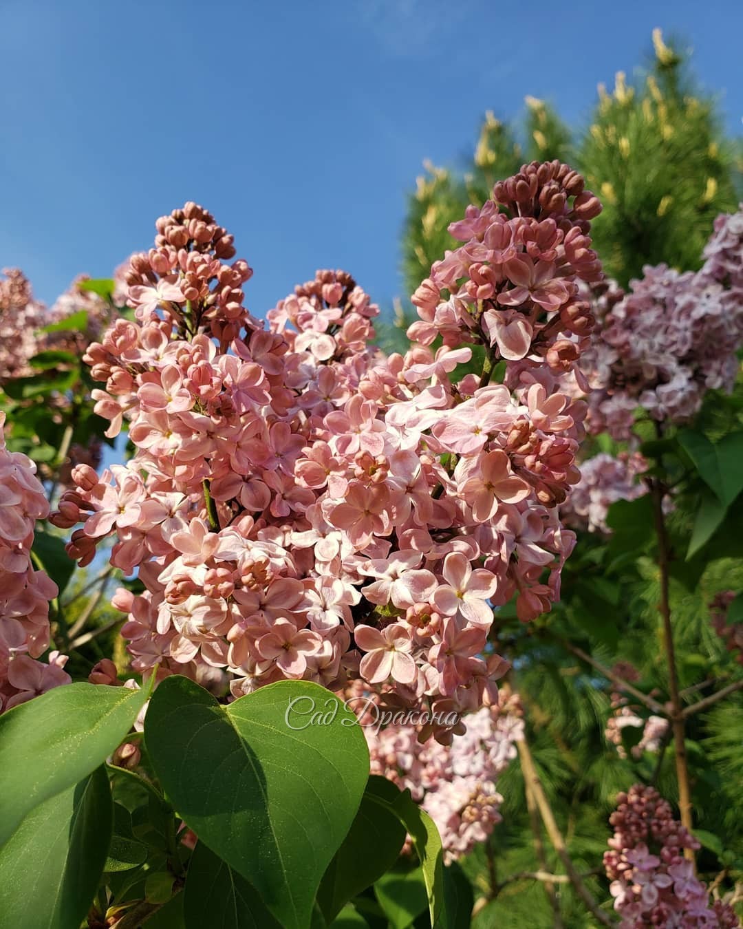 Предвкушение, начало... 🌸🌸🌸