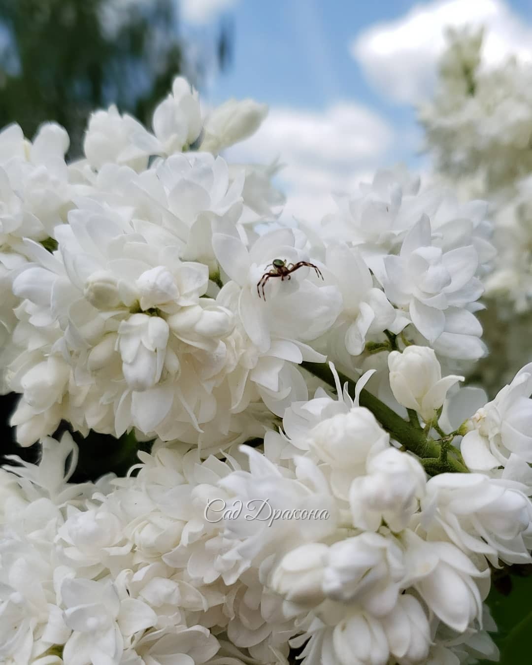 На Венерином башмачке муравьишка 🐜 На сирени - паучок 🕷️ А на дицентре никого не нашла, но цветочков мноого, может, кто и есть? 😉