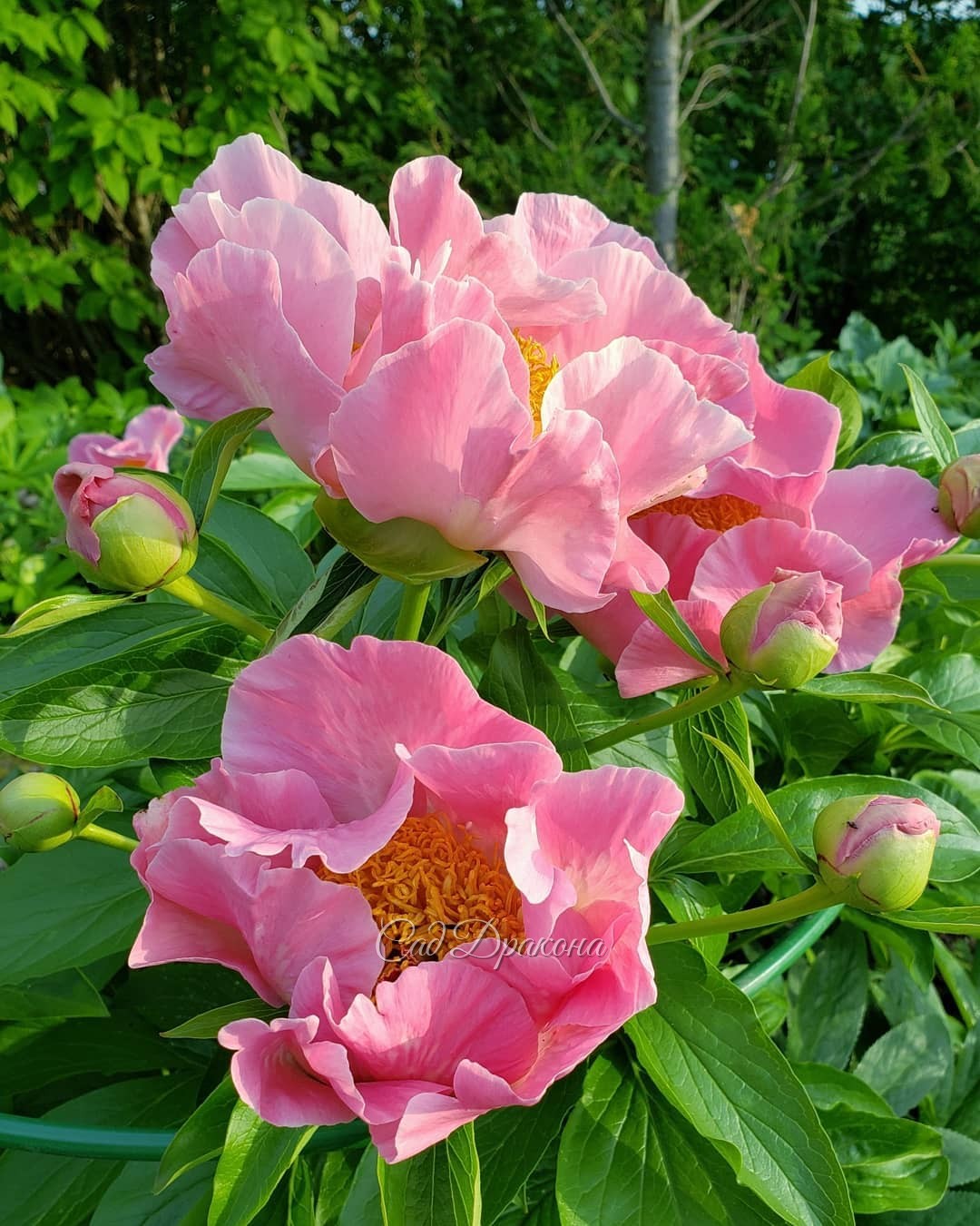 Танец лепестков 🌸