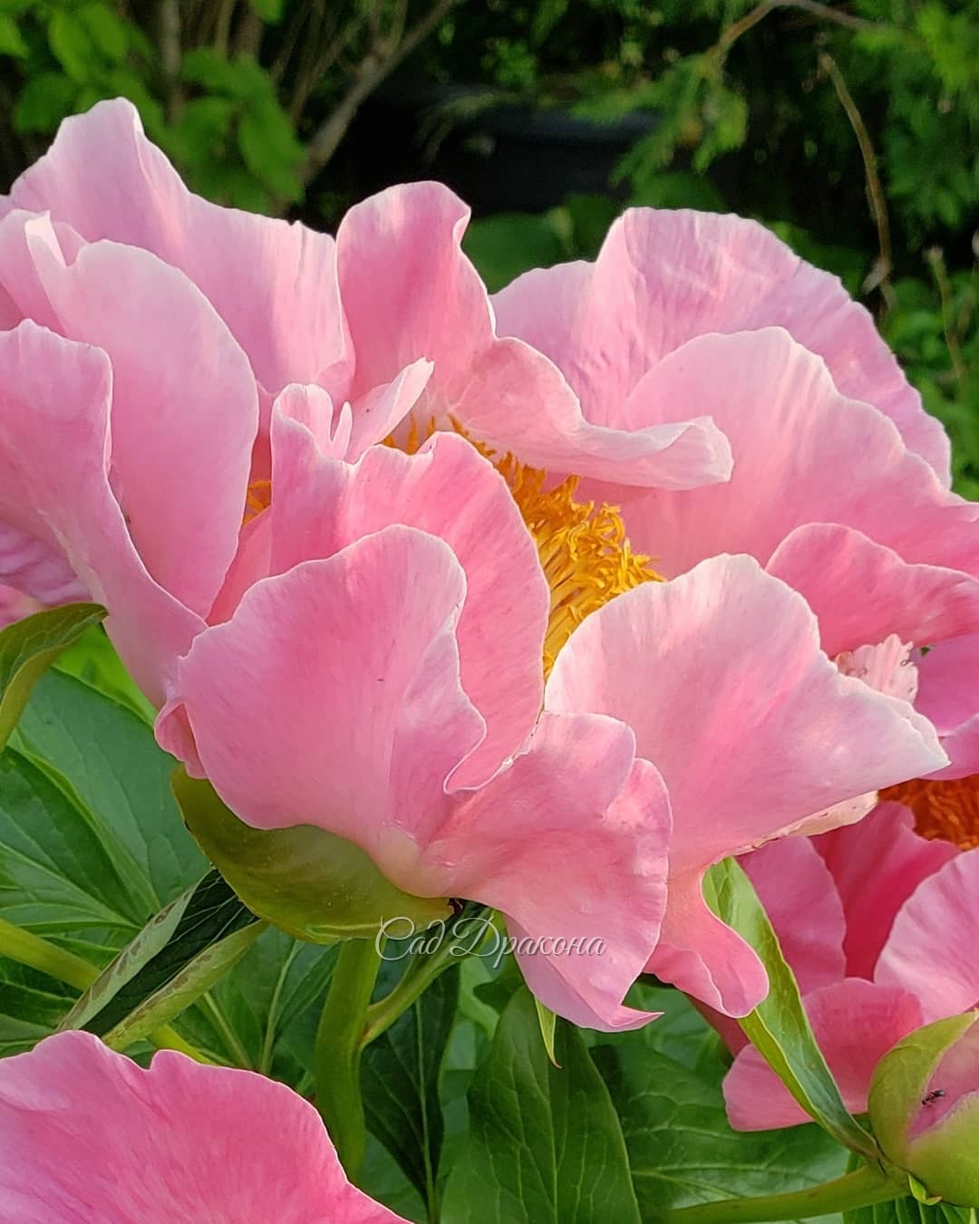Танец лепестков 🌸