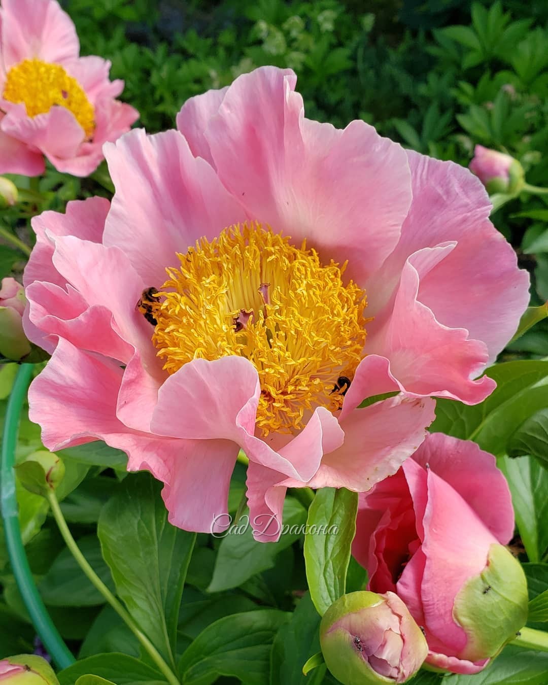 Танец лепестков 🌸