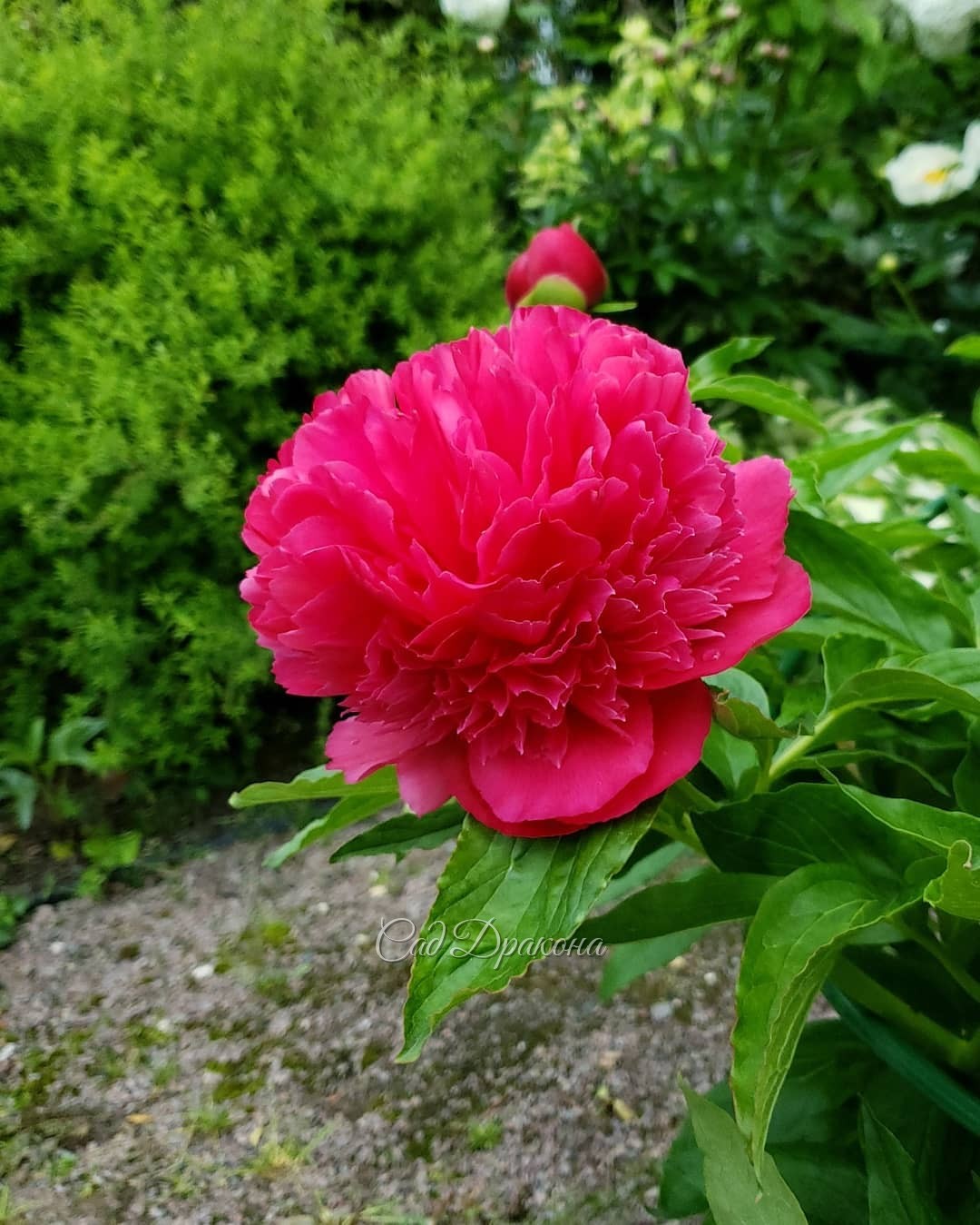 🌺 Яркое обрамление большой поляны. 🌺 Сейчас цветут ранние пионы, и получилось, что вокруг пылающие красные и розовые цвета. В один пост не поместится, так что часть 1 - оттенки красного 🌺