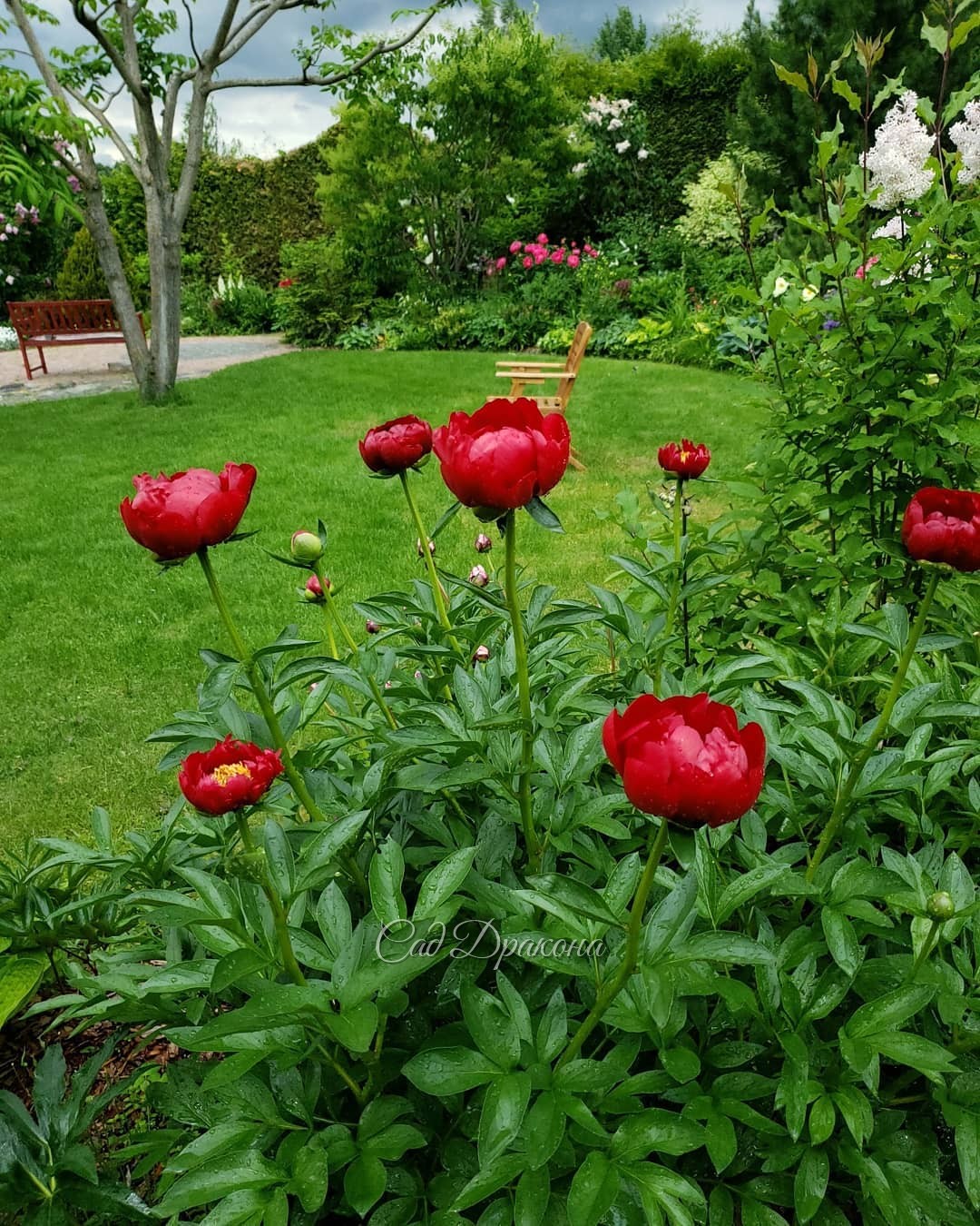 🌺 Яркое обрамление большой поляны. 🌺 Сейчас цветут ранние пионы, и получилось, что вокруг пылающие красные и розовые цвета. В один пост не поместится, так что часть 1 - оттенки красного 🌺