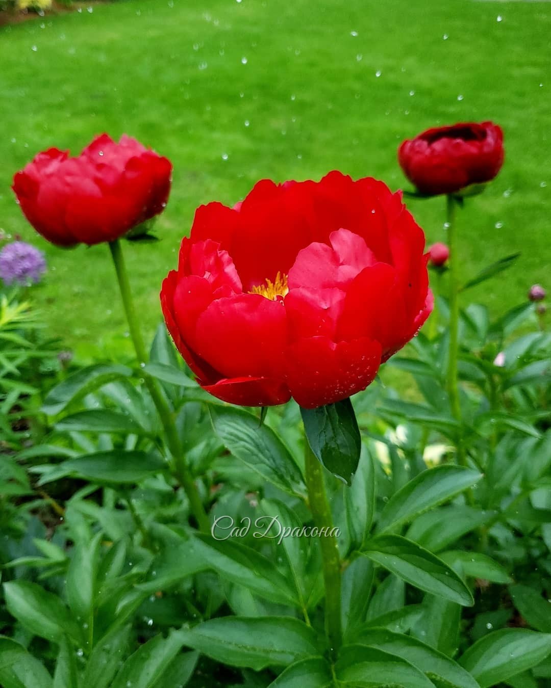 🌺 Яркое обрамление большой поляны. 🌺 Сейчас цветут ранние пионы, и получилось, что вокруг пылающие красные и розовые цвета. В один пост не поместится, так что часть 1 - оттенки красного 🌺