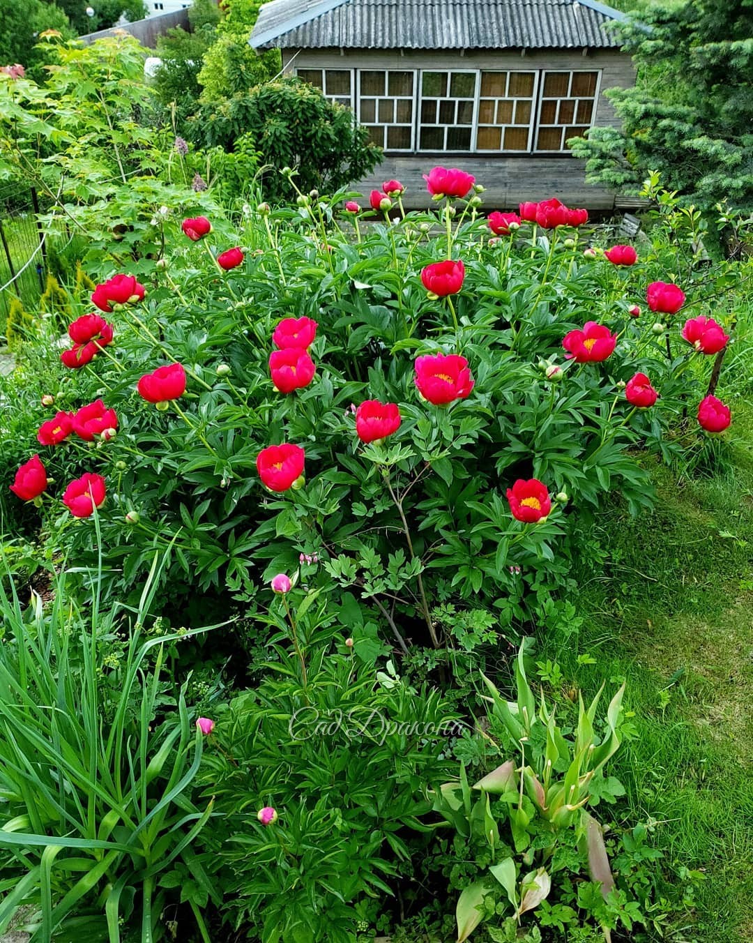 🌺 Яркое обрамление большой поляны. 🌺 Сейчас цветут ранние пионы, и получилось, что вокруг пылающие красные и розовые цвета. В один пост не поместится, так что часть 1 - оттенки красного 🌺