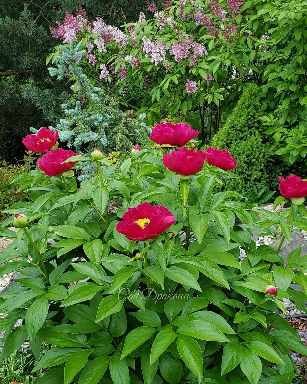 🌺 Яркое обрамление большой поляны. 🌺 Сейчас цветут ранние пионы, и получилось, что вокруг пылающие красные и розовые цвета. В один пост не поместится, так что часть 1 - оттенки красного 🌺