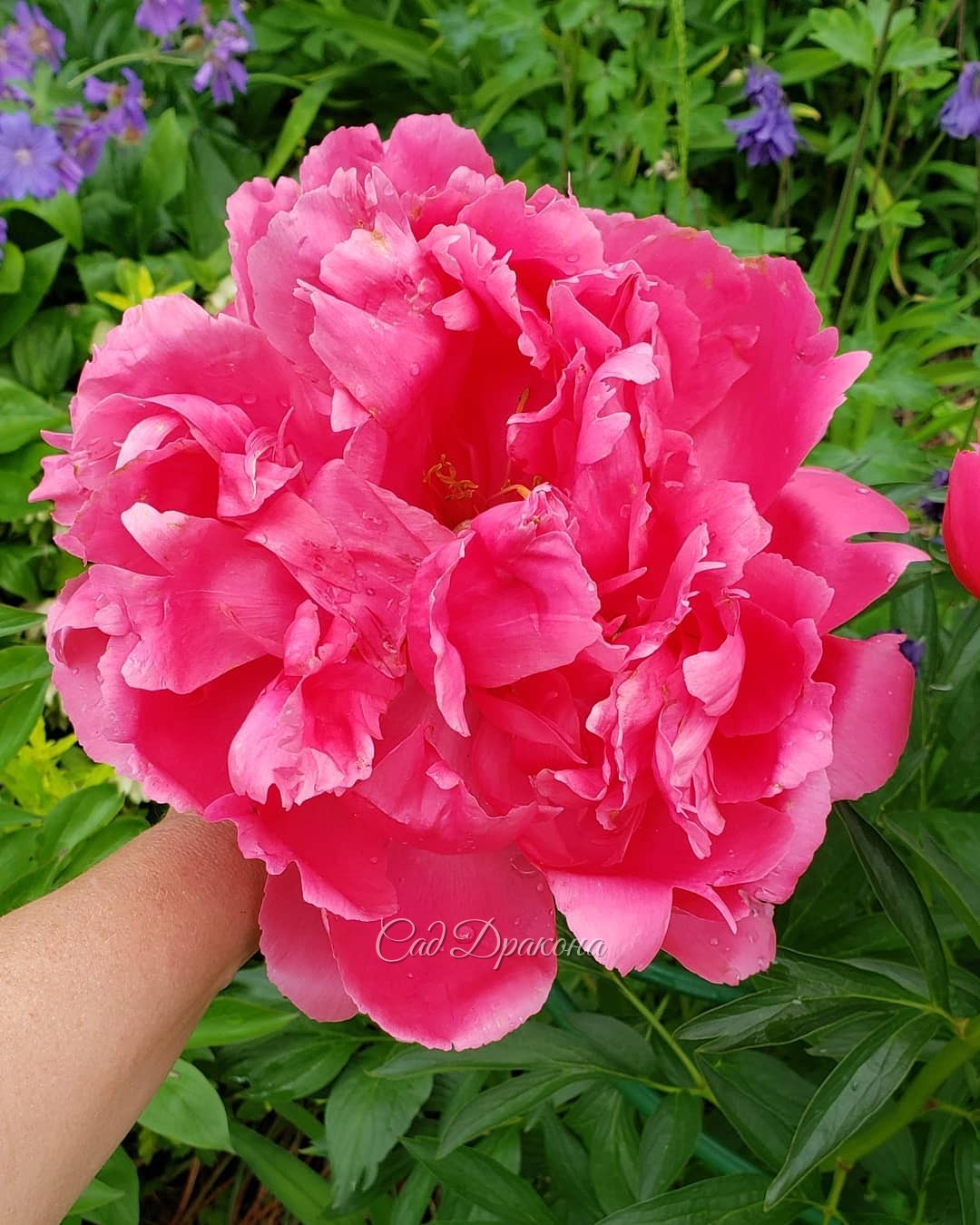 🌸 Часть 2 🌸 Ранние сорта светящегося розового цвета сейчас создают яркие пятна вокруг большой поляны 💗