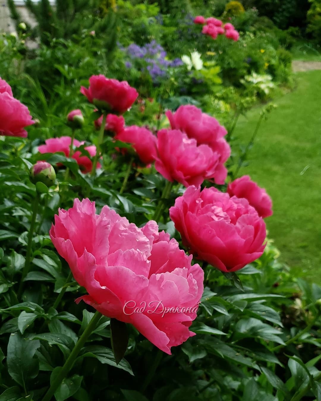 🌸 Часть 2 🌸 Ранние сорта светящегося розового цвета сейчас создают яркие пятна вокруг большой поляны 💗