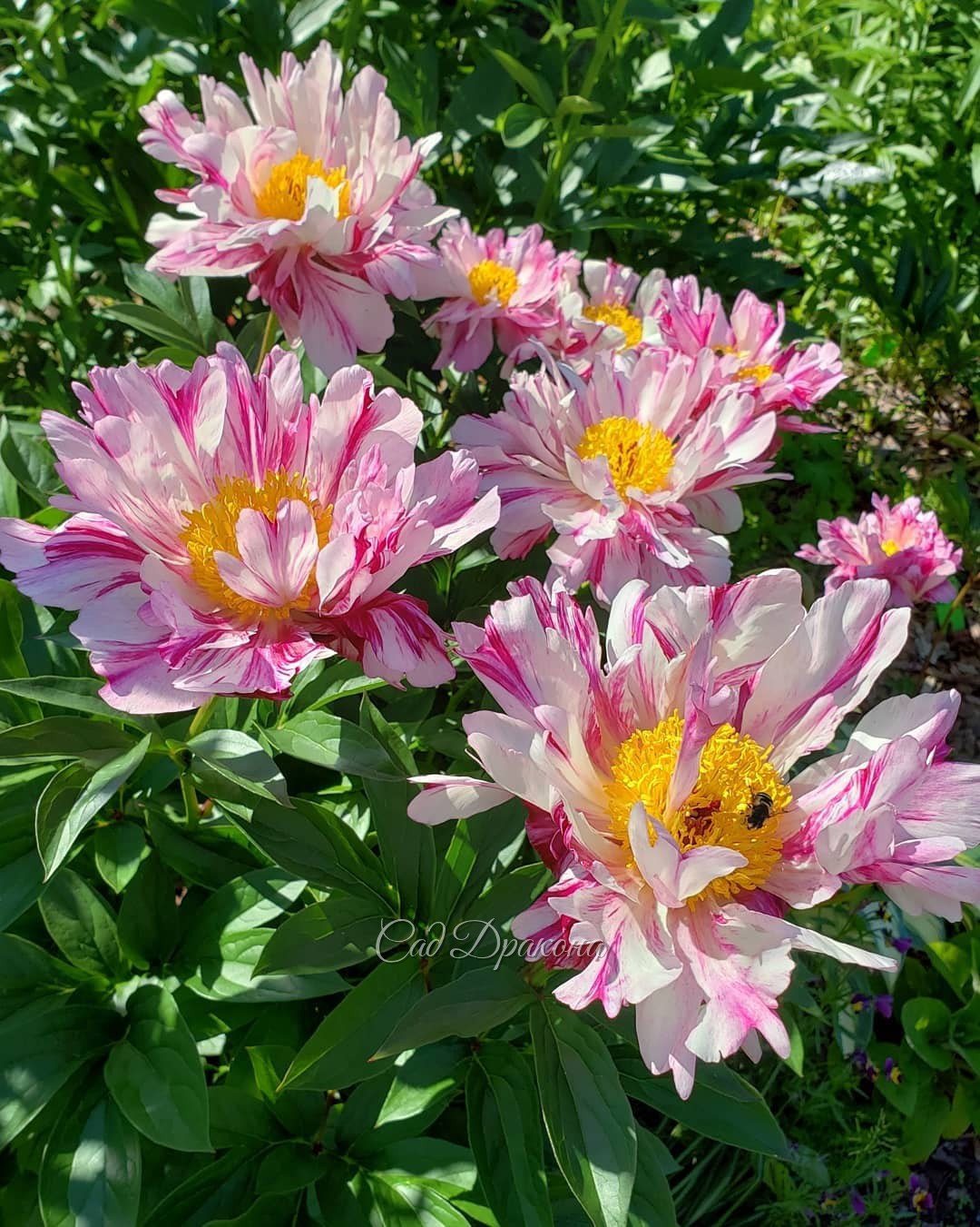 Кактусики 🌵💮