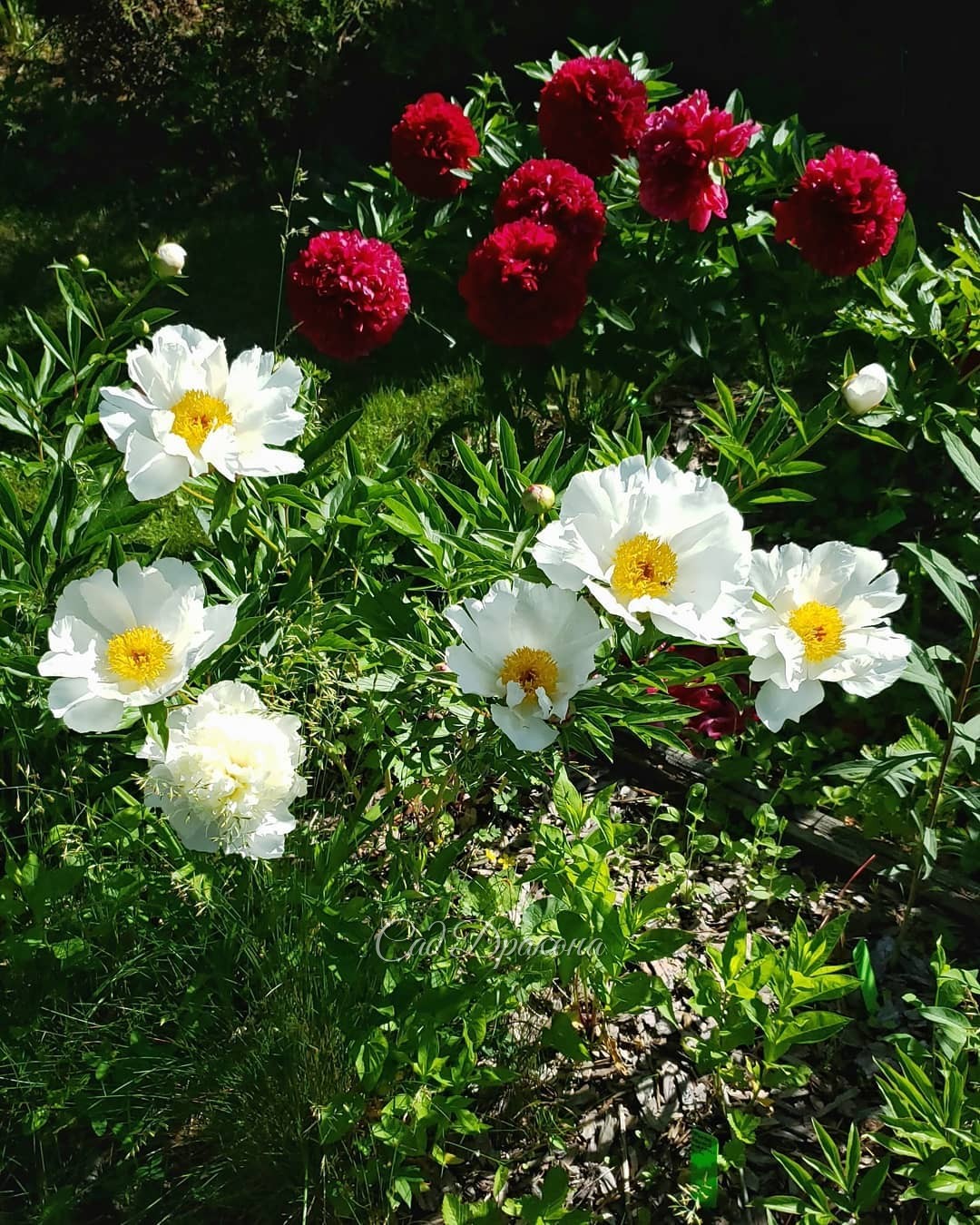 Беляночки, все названия начинаются на "White" 🍀🤗
