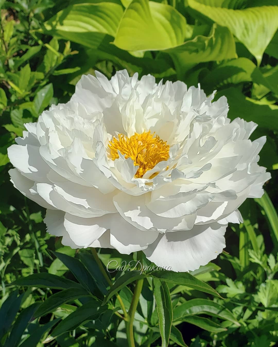 Беляночки, все названия начинаются на "White" 🍀🤗
