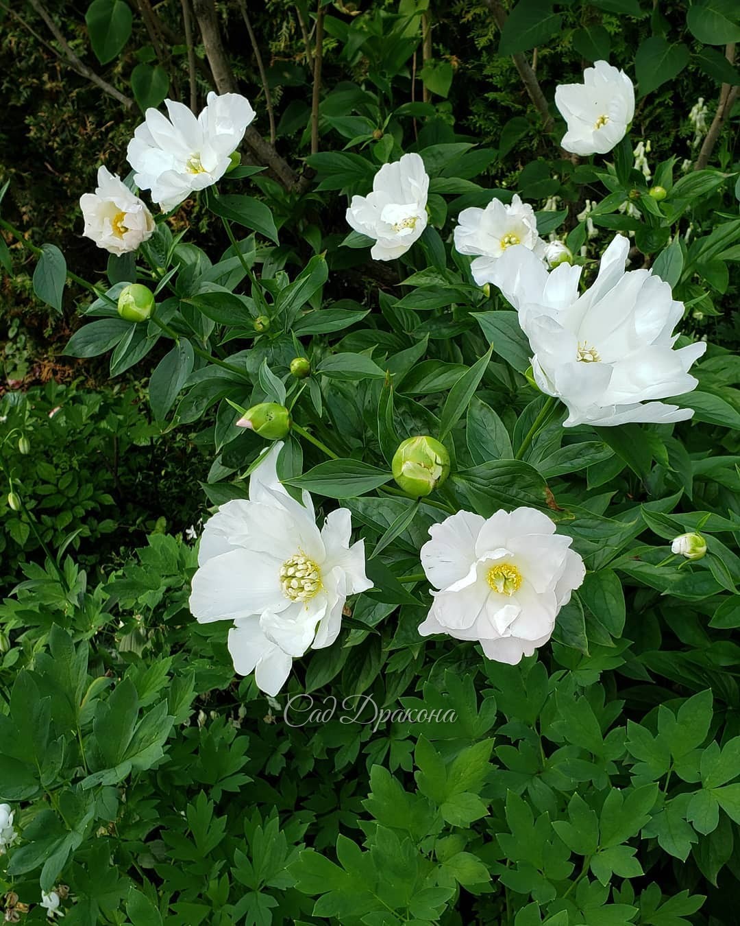 Беляночки, все названия начинаются на "White" 🍀🤗