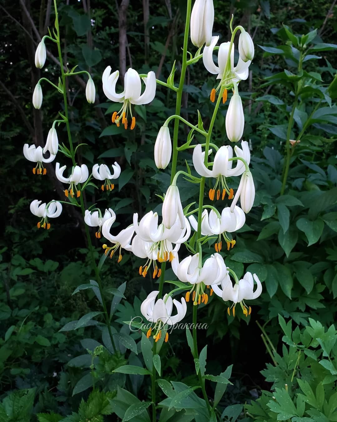 Lilium martagon "Snow Morning" ❄️