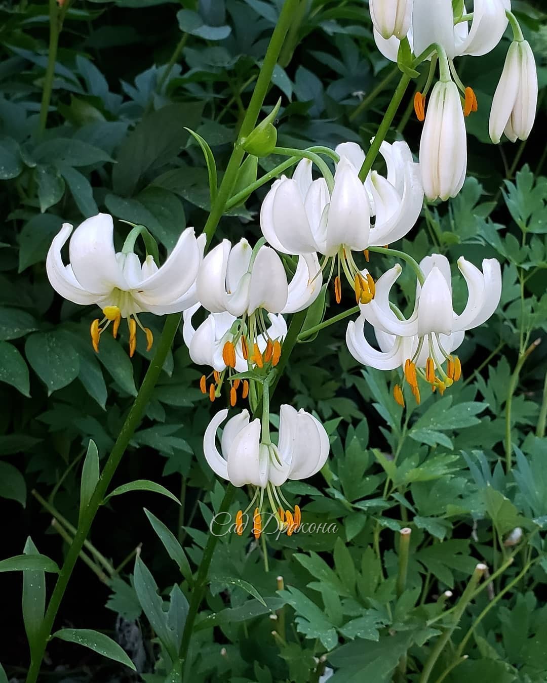 Lilium martagon "Snow Morning" ❄️