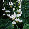 Lilium martagon "Snow Morning" ❄️