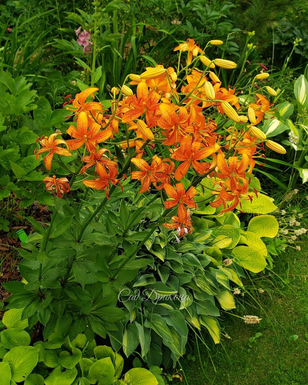 Оранжевые мартагоны 🧡