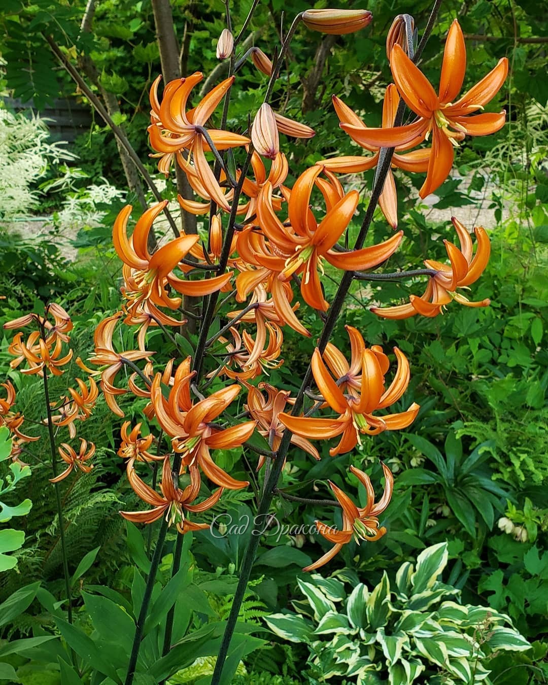 Оранжевые мартагоны 🧡