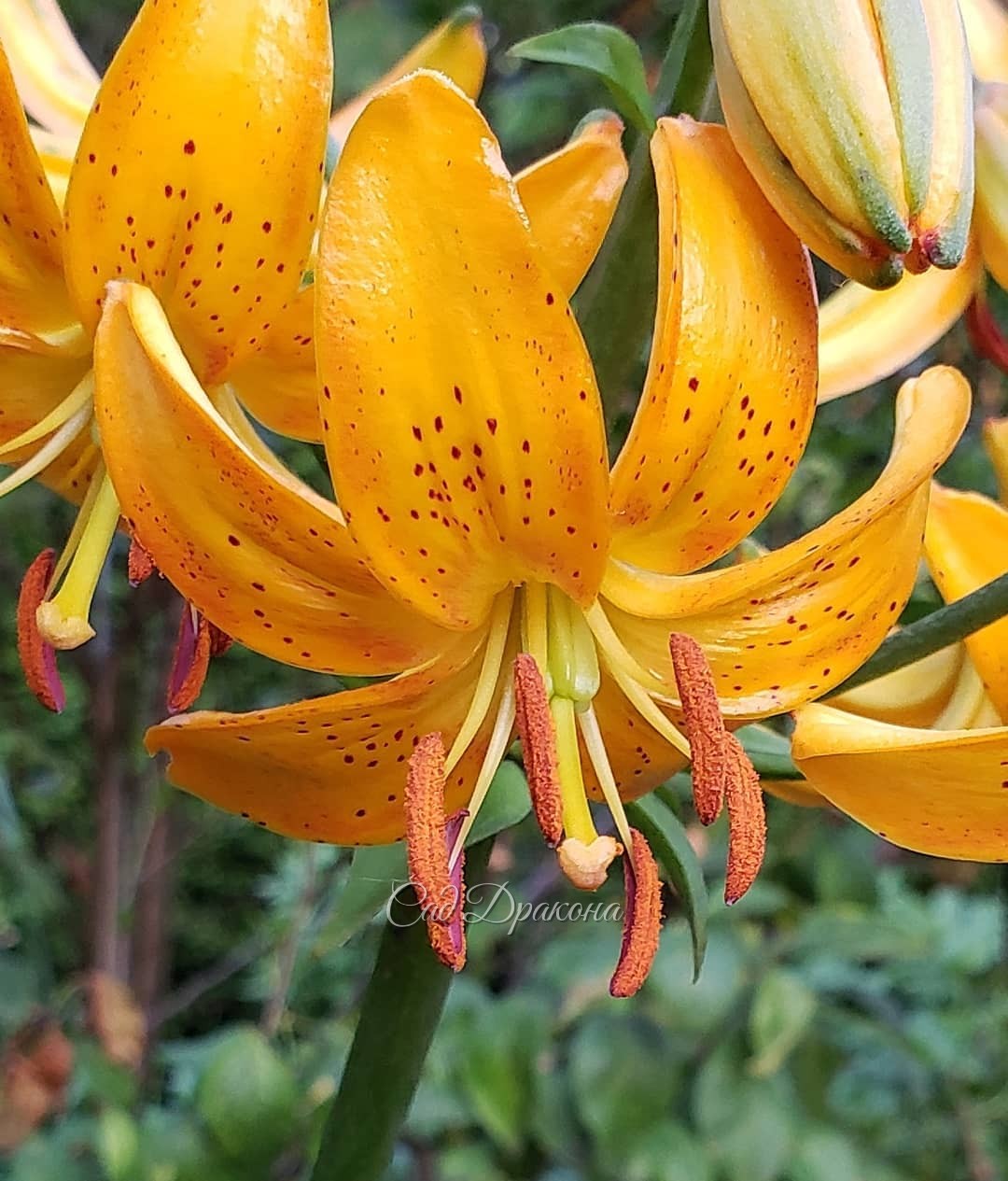Золотые мартагоны 🌟