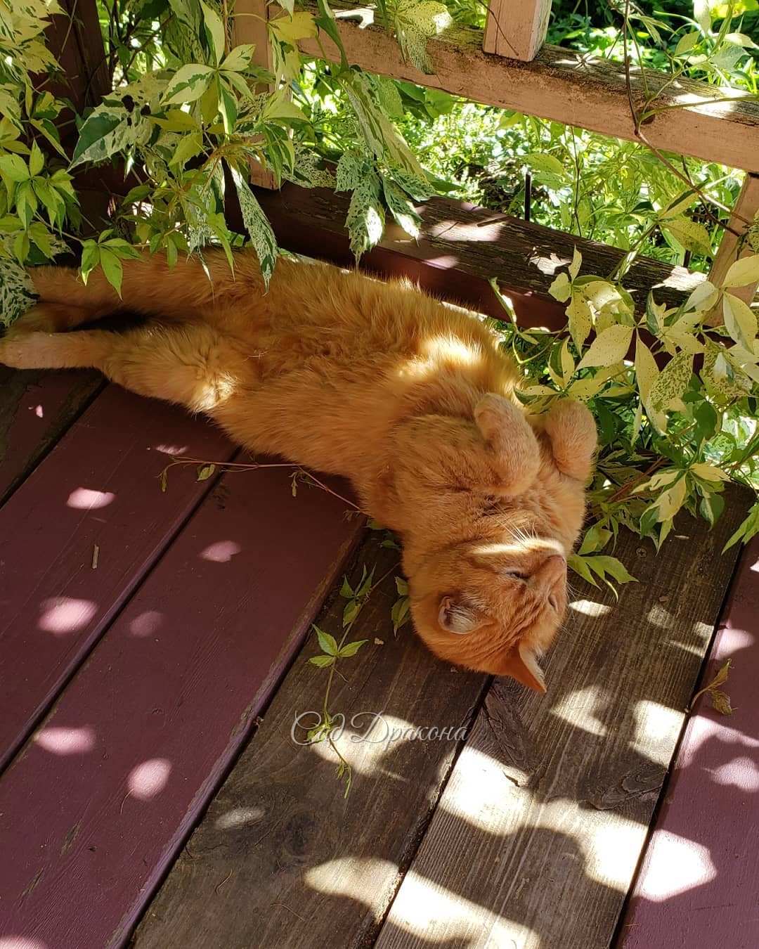 Примерно всё, что можно делать в саду в такую жару☀️ 😺😅
