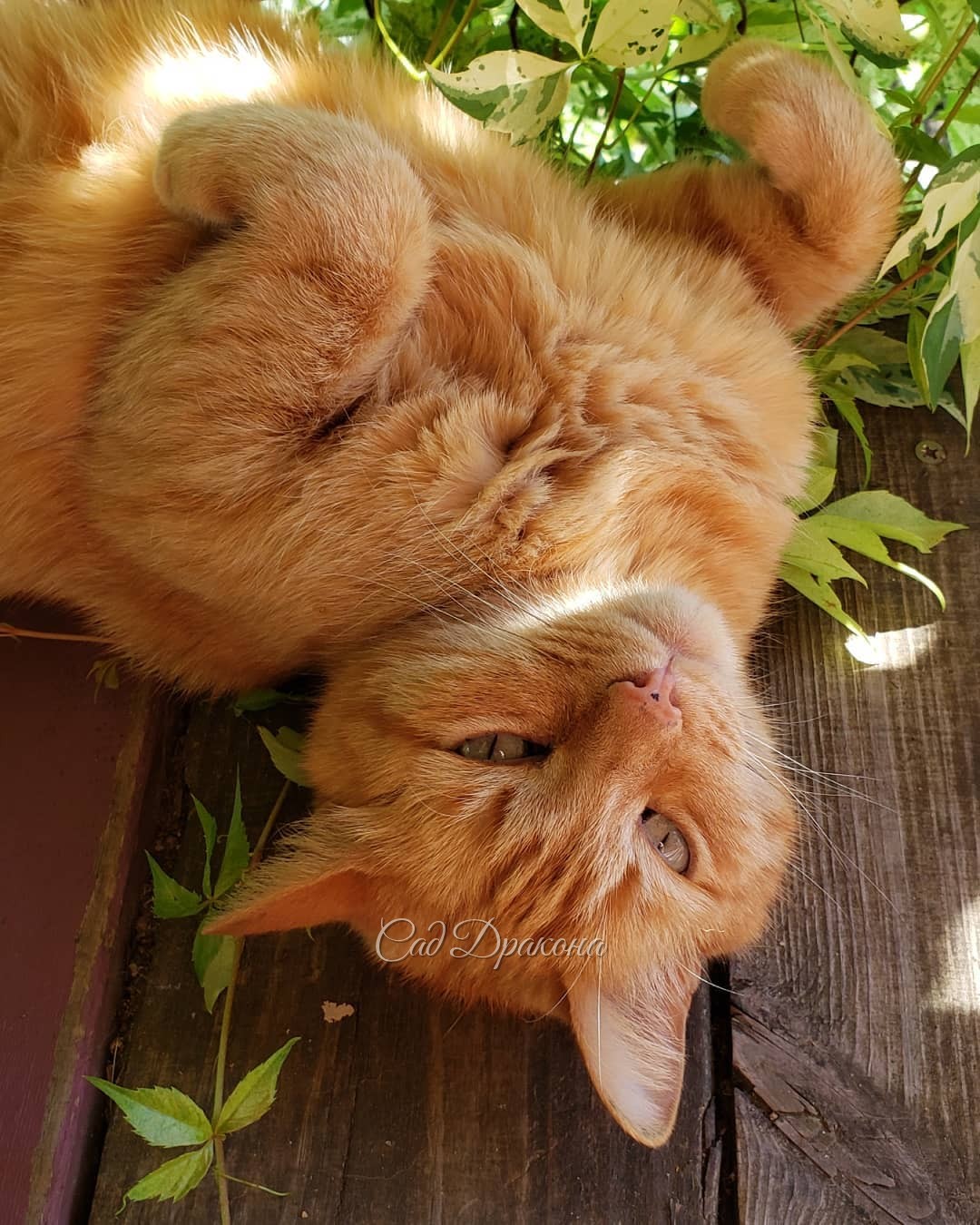 Примерно всё, что можно делать в саду в такую жару☀️ 😺😅