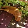 Примерно всё, что можно делать в саду в такую жару☀️ 😺😅