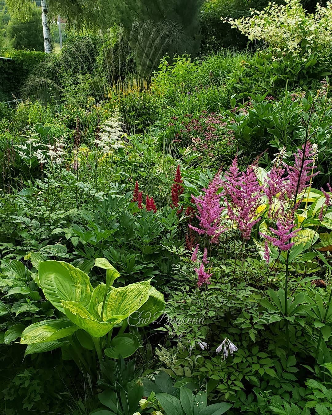 Нижний сад 🌿 Только в тени и можно жить 😅🌿🌿🌿