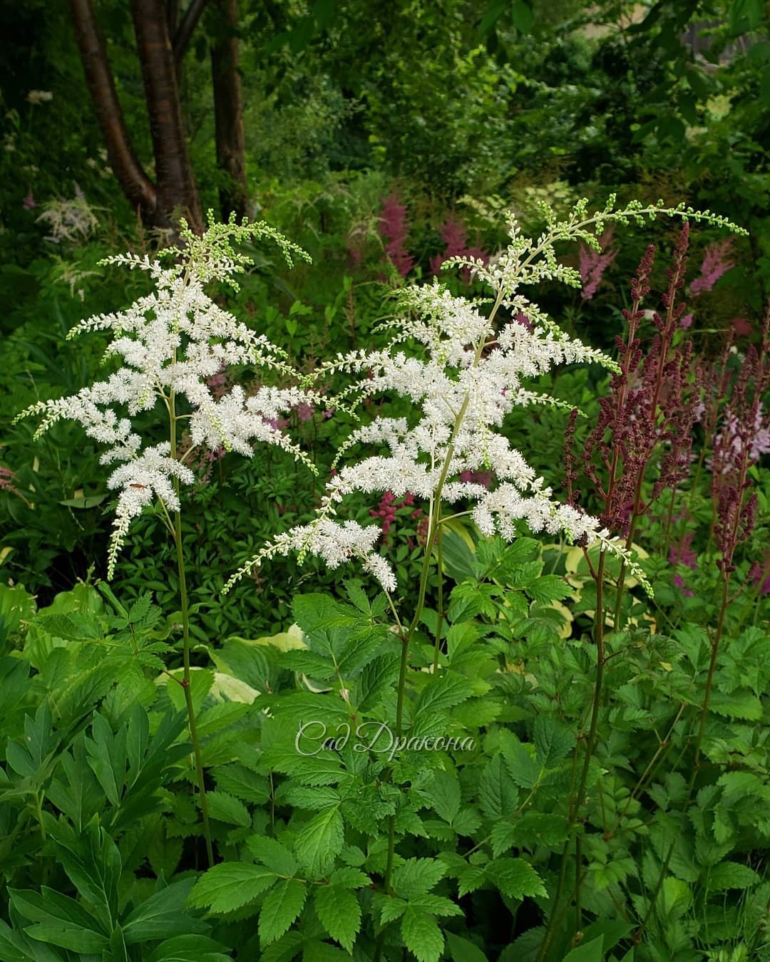 Нижний сад 🌿 Только в тени и можно жить 😅🌿🌿🌿