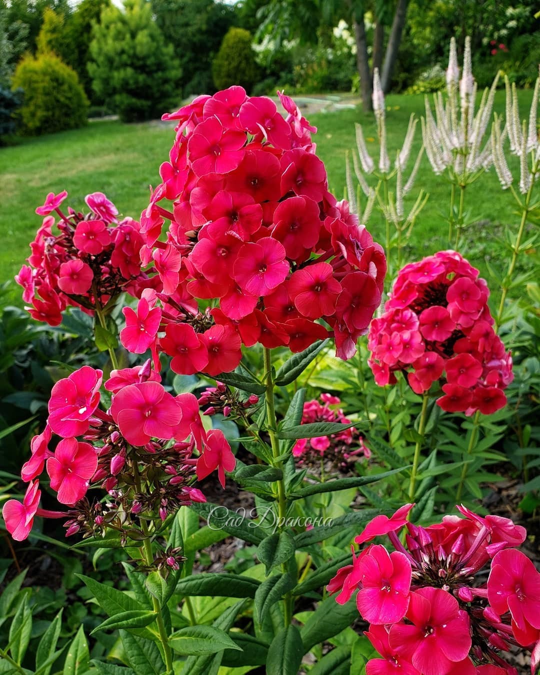 Спасибо, лето, за тепло и яркие краски! 🌞🌺❤️