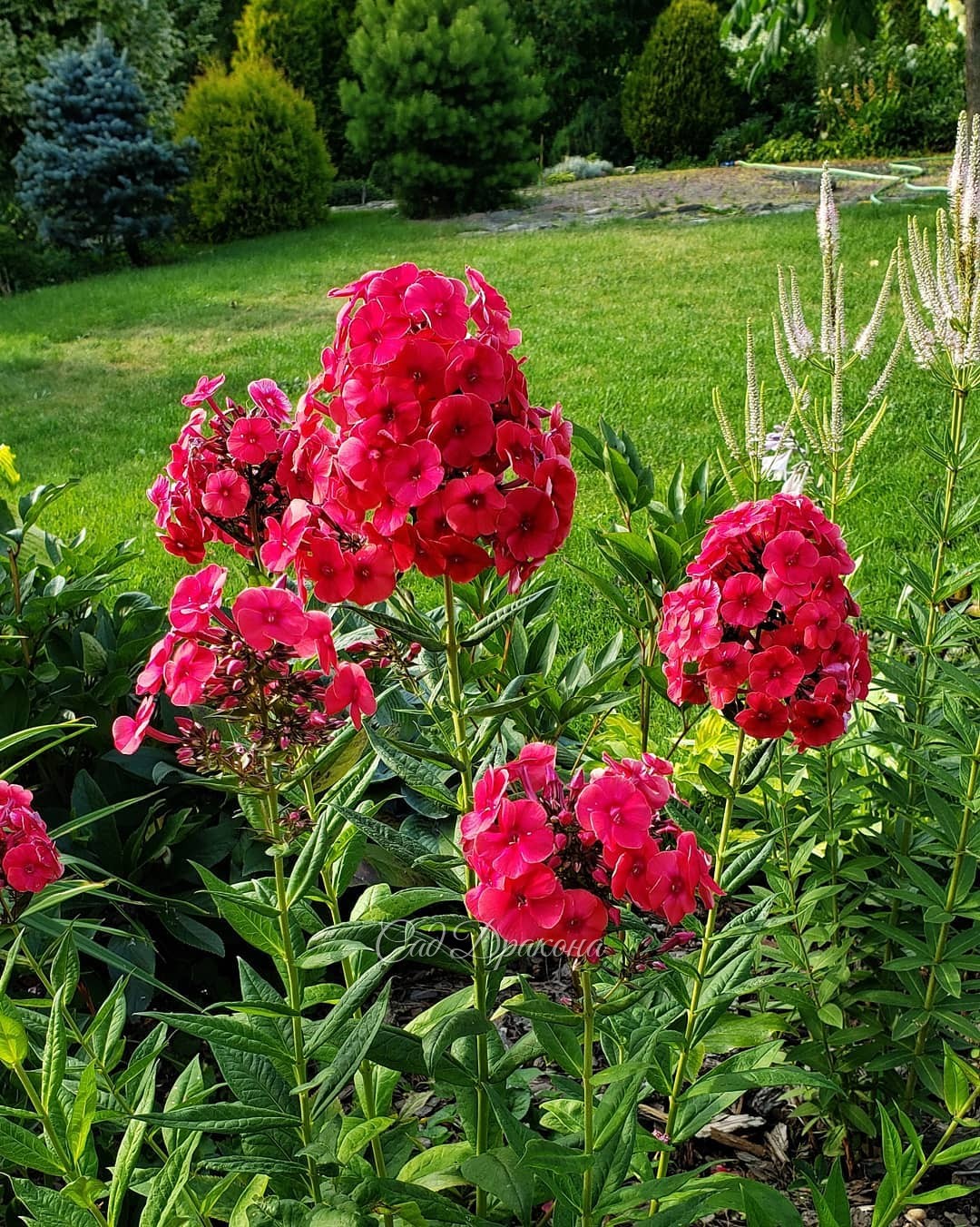 Спасибо, лето, за тепло и яркие краски! 🌞🌺❤️