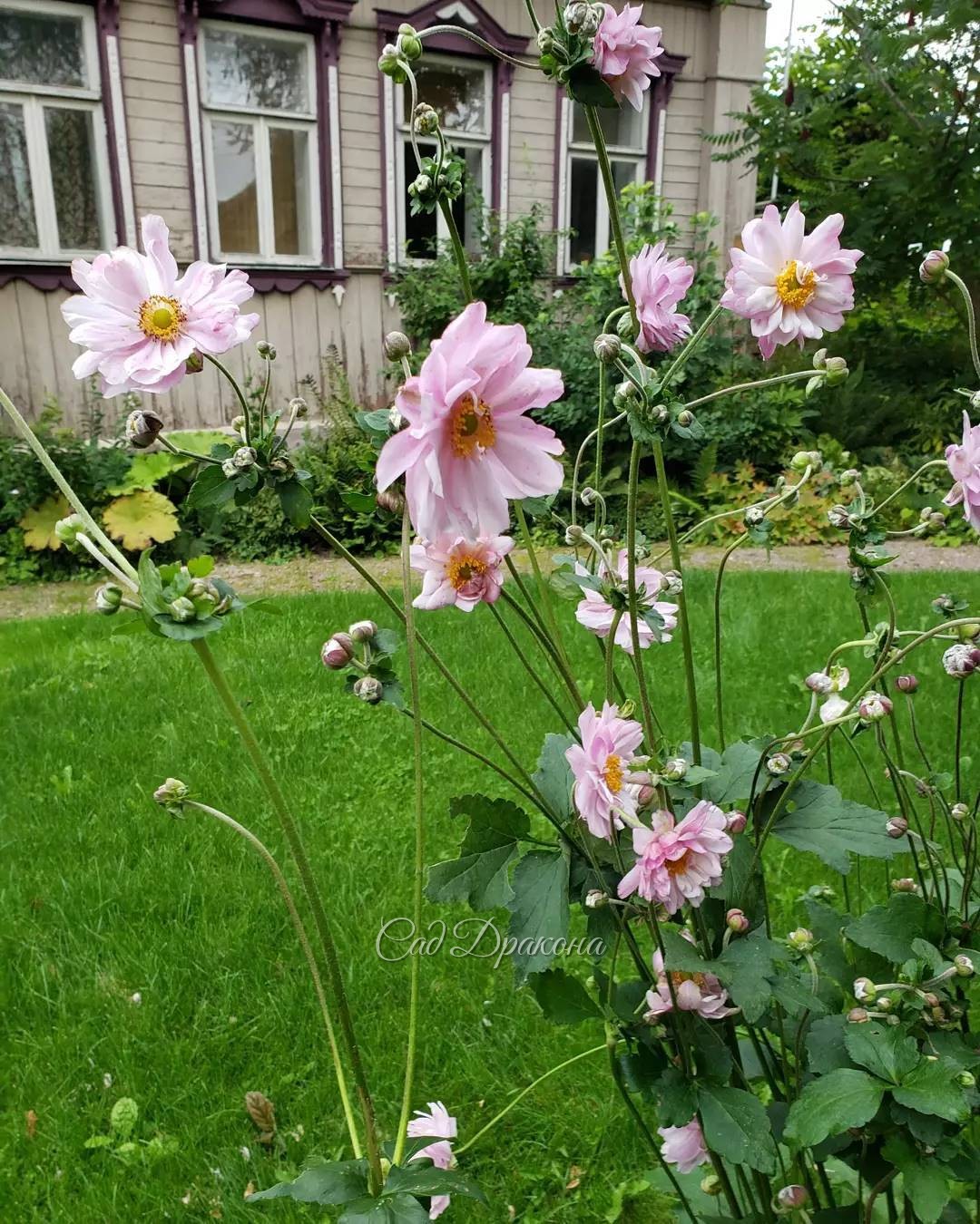 Анемона и окошки) 🌸 В этом году у высокого махрового сорта Mont Rose очень крупные цветы 😍🌸 Наверное, понравилось жаркое лето! 🌞🌸