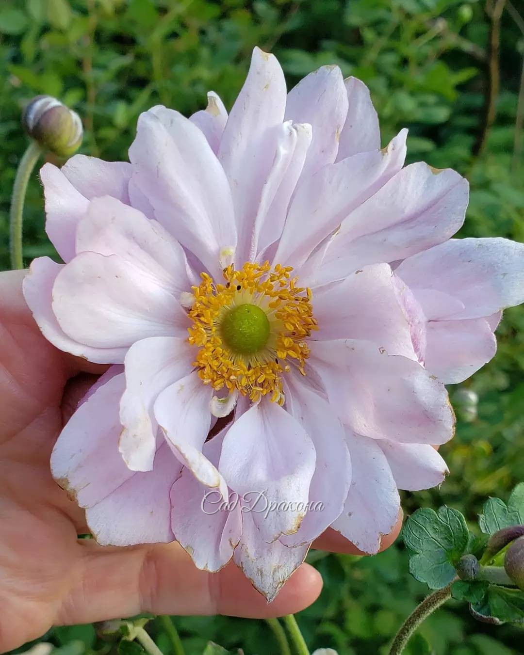 Анемона и окошки) 🌸 В этом году у высокого махрового сорта Mont Rose очень крупные цветы 😍🌸 Наверное, понравилось жаркое лето! 🌞🌸