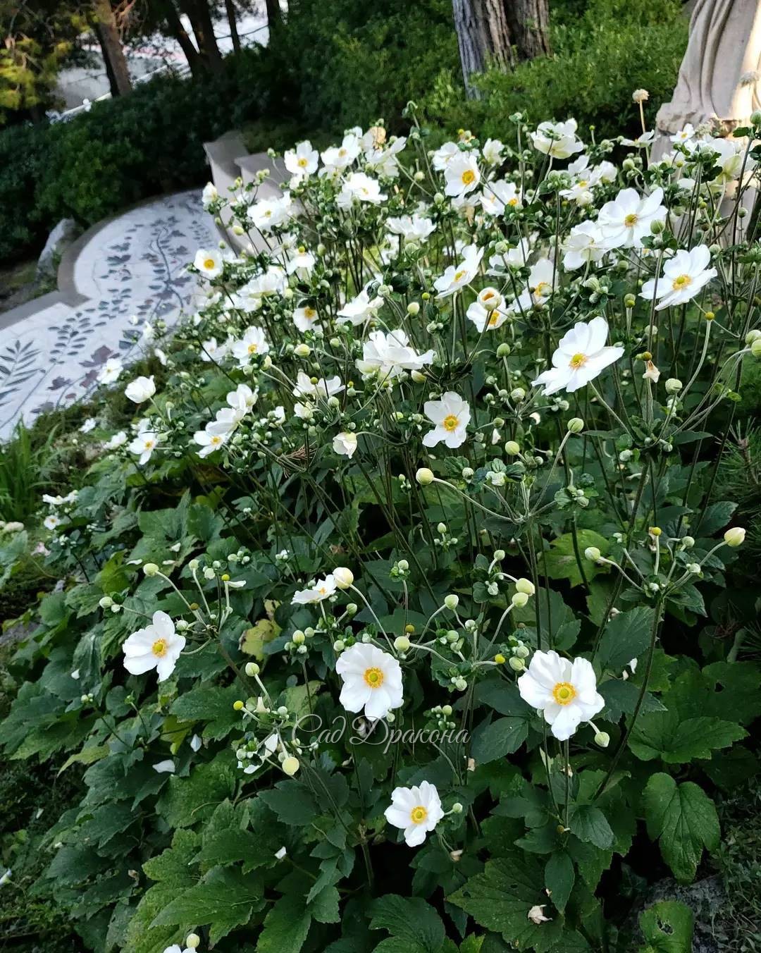 Анемона и окошки) 🌸 В этом году у высокого махрового сорта Mont Rose очень крупные цветы 😍🌸 Наверное, понравилось жаркое лето! 🌞🌸