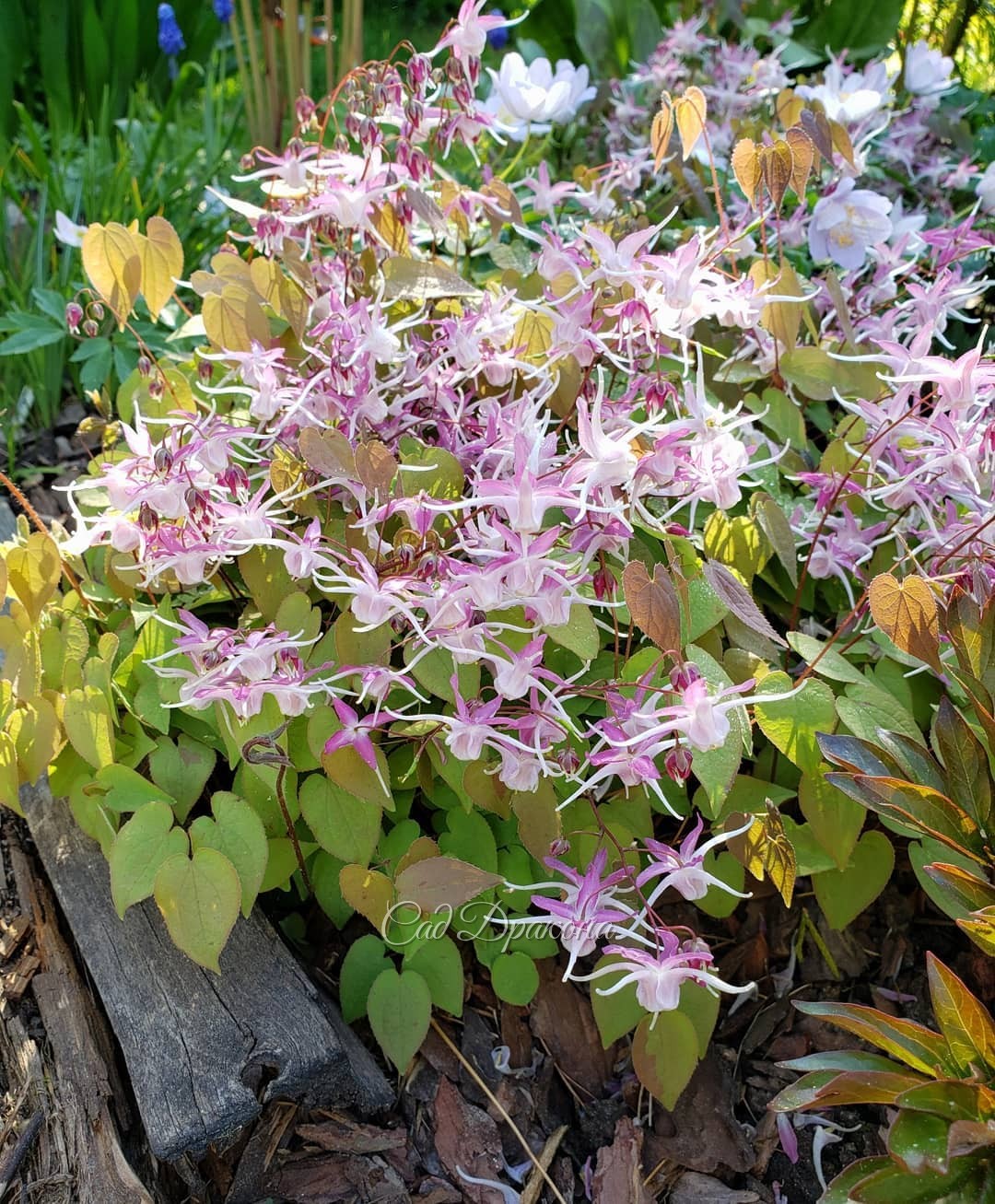 🌱 Нескольких сортов горянок. Немного мая в эту ненастную погоду 🤗