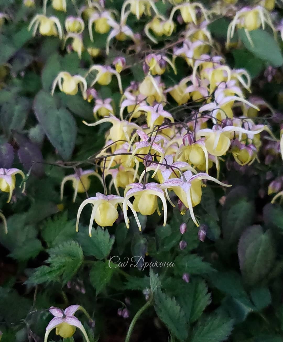 🌱 Нескольких сортов горянок. Немного мая в эту ненастную погоду 🤗