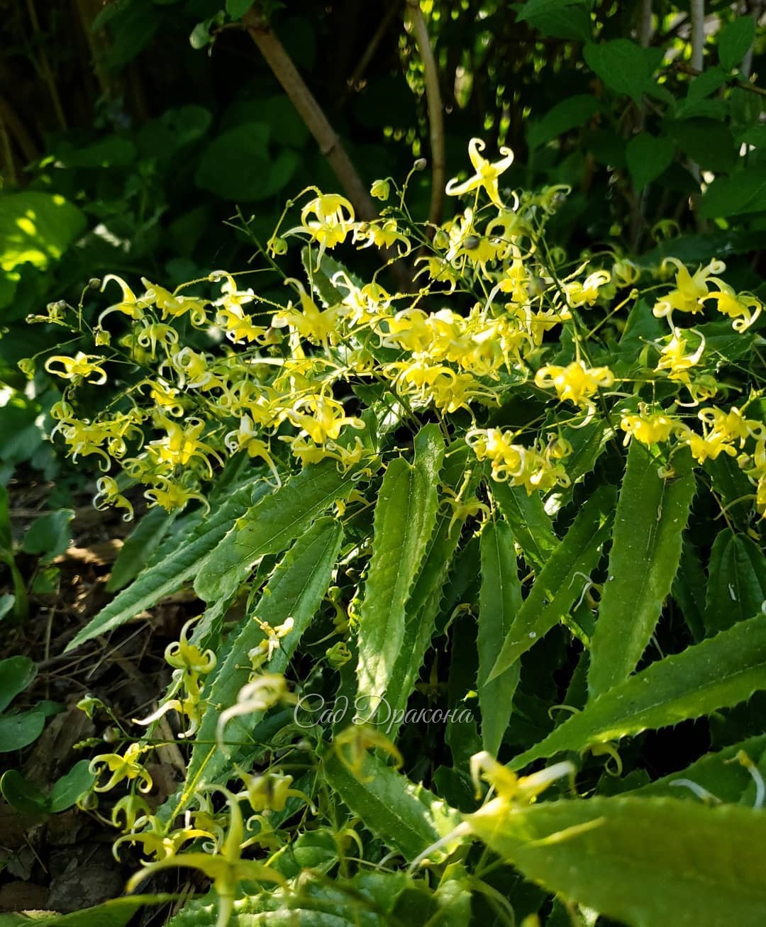 🌱 Нескольких сортов горянок. Немного мая в эту ненастную погоду 🤗