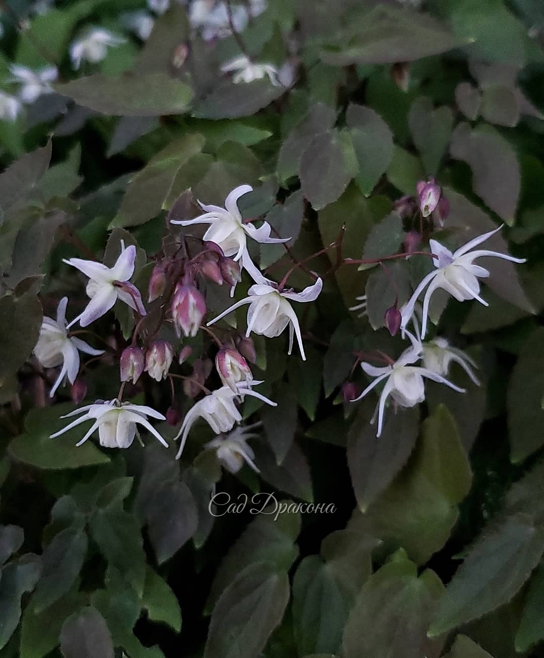 🌱 Нескольких сортов горянок. Немного мая в эту ненастную погоду 🤗