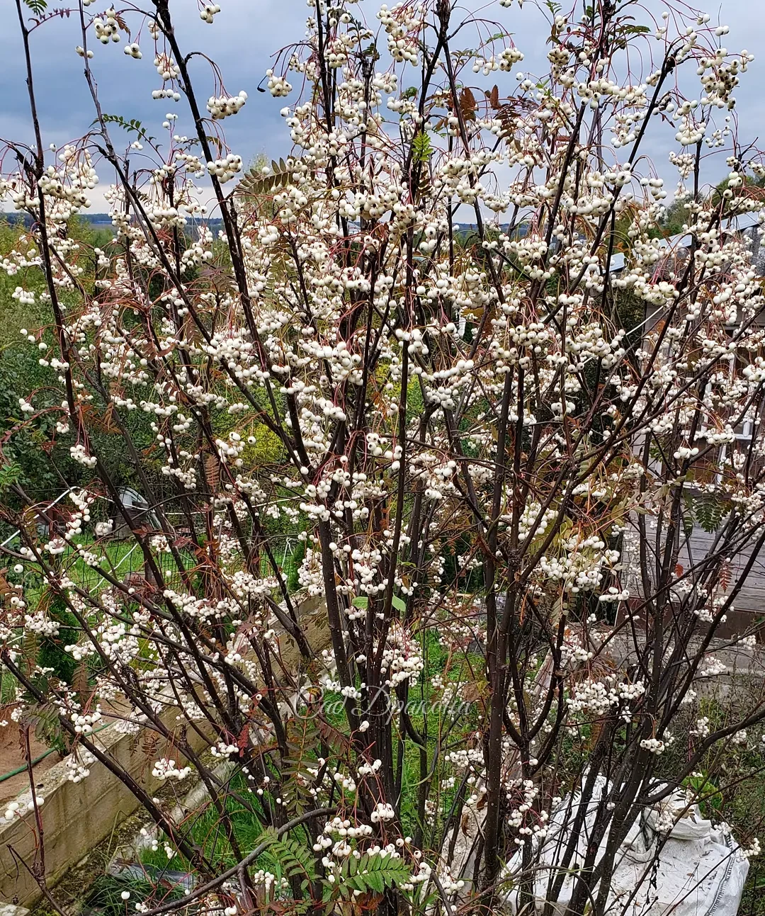 Рябина Кёне вся усыпана ягодами и выглядит, как цветущяя... вишня? 💮💮💮 Небывалый урожай! А листики бордовые были, красивые, не успела сфотографировать, облетели 🍂🍂