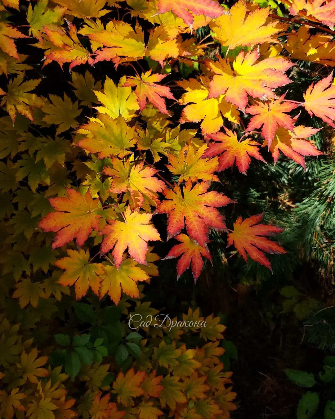 После ночного морозца клён ложнозибольдов начал краснеть 🍁 Вся красота ещё впереди, он заполыхает оттенками алого ❤️