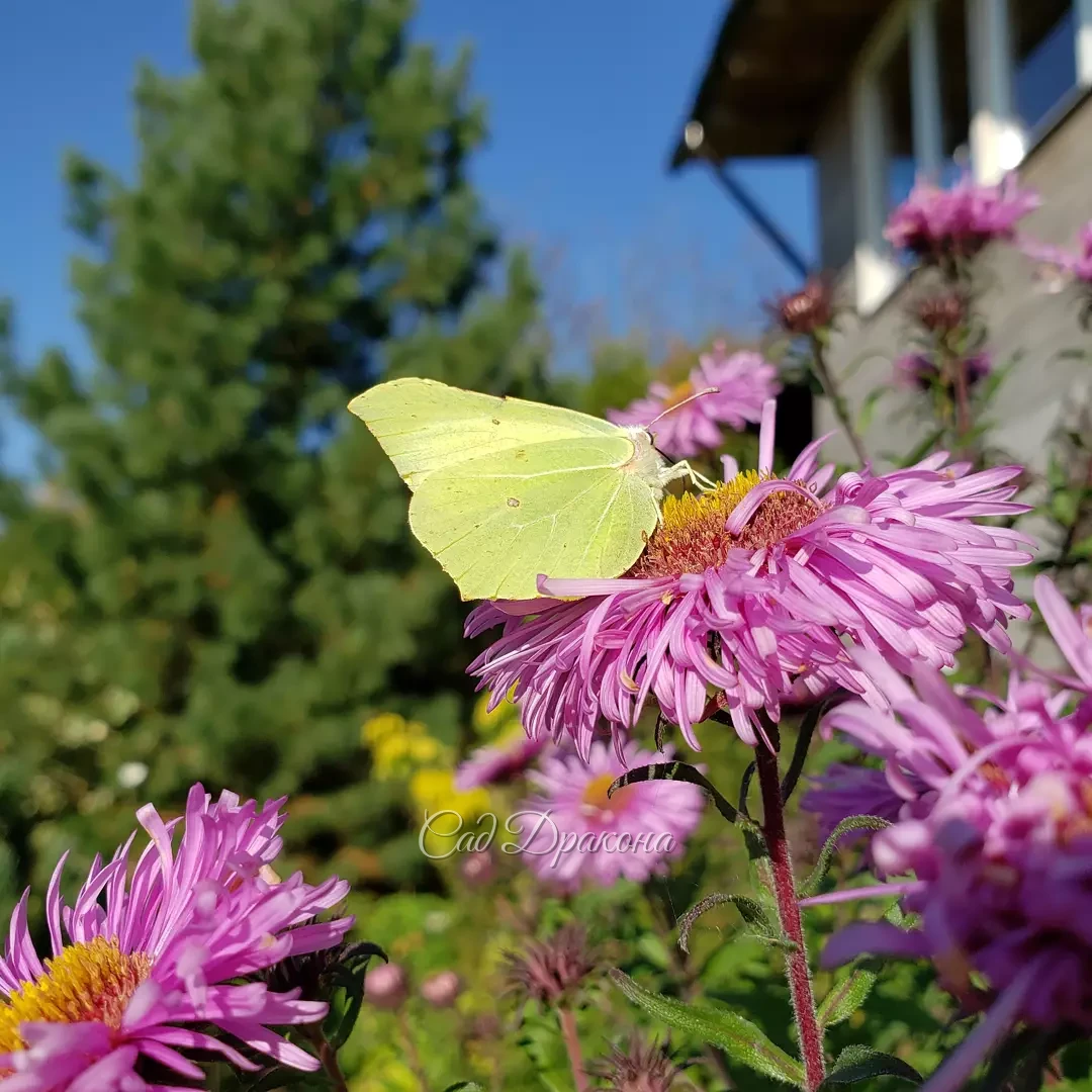 Ясный тёплый день и чудесный вечер 🌅🌸🦋