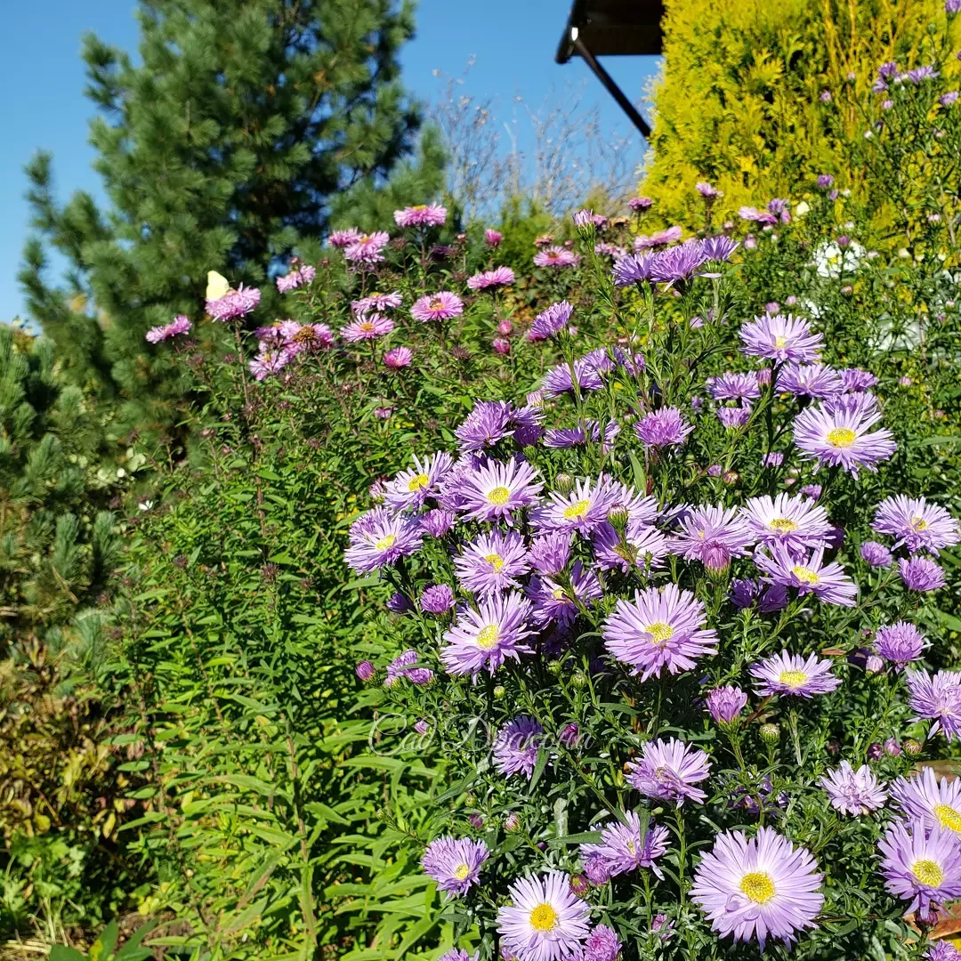 Ясный тёплый день и чудесный вечер 🌅🌸🦋