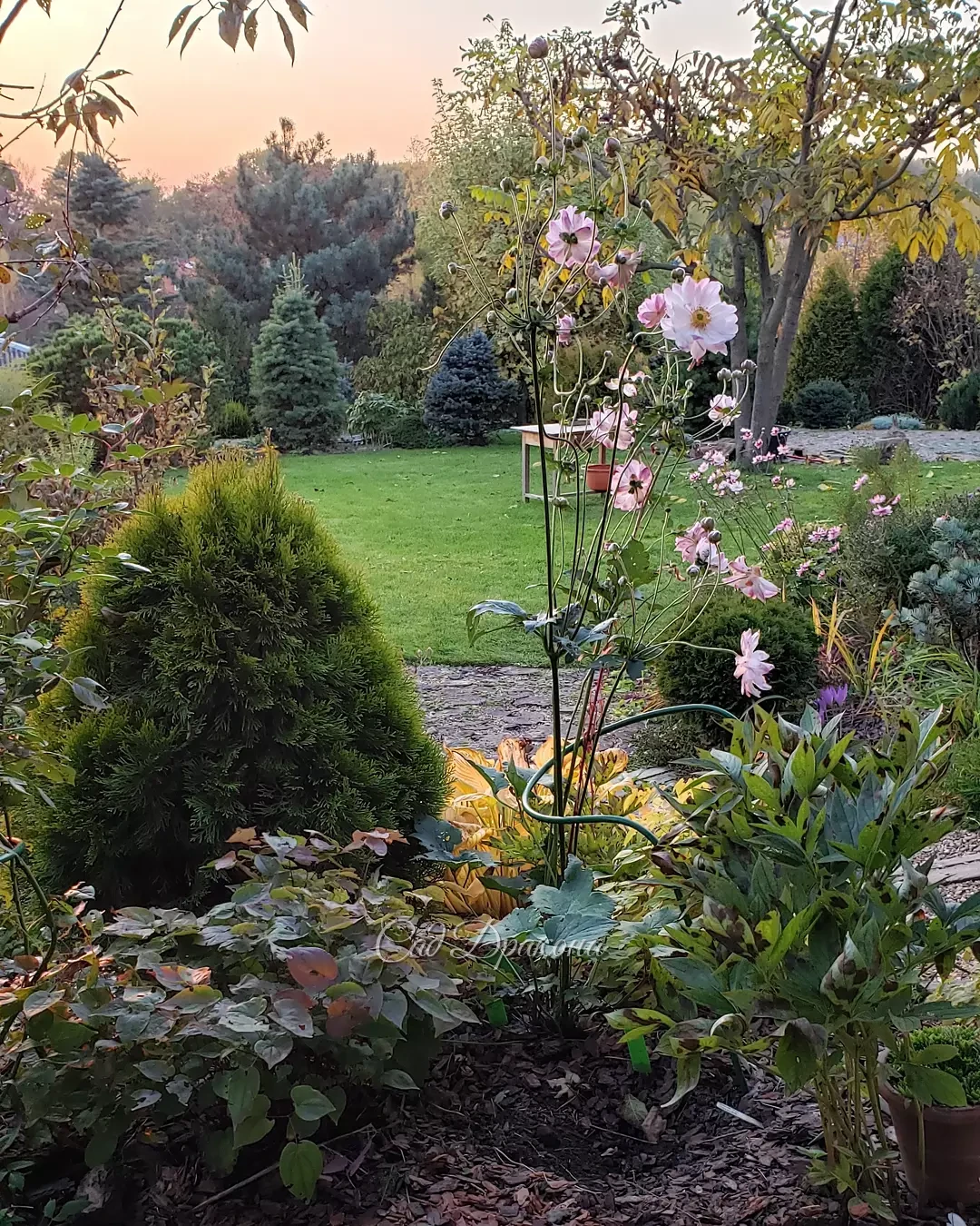 Ещё вчера в саду цвели анемоны 🌸 Но ночью мороз был посильнее, чем раньше (-3°), и остались только астры ❄️💮