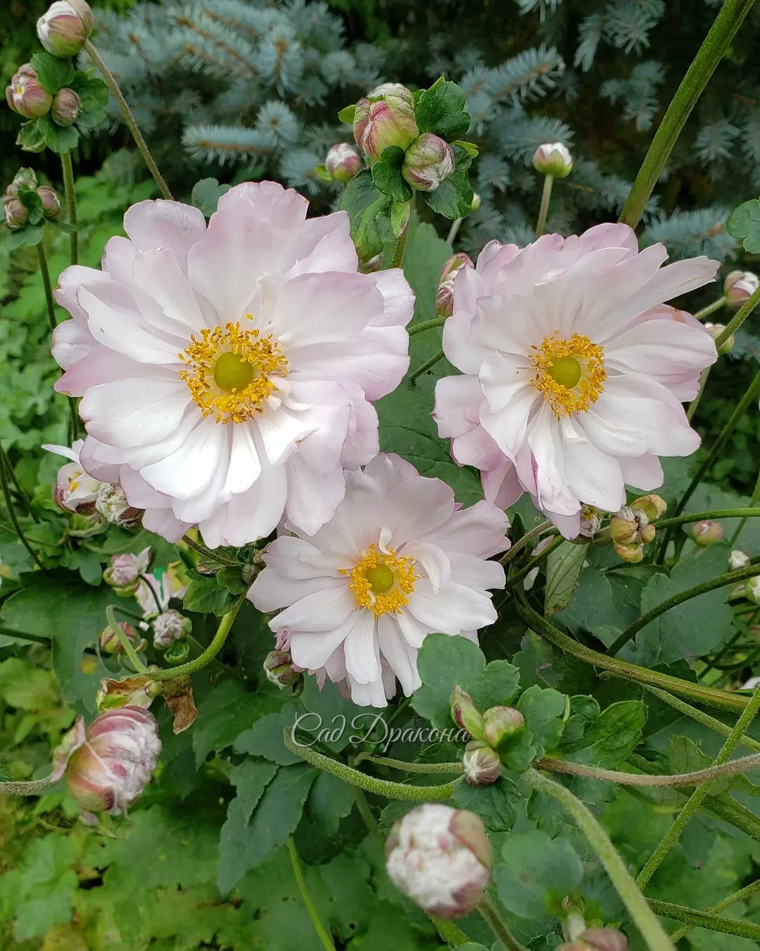 Ещё вчера в саду цвели анемоны 🌸 Но ночью мороз был посильнее, чем раньше (-3°), и остались только астры ❄️💮
