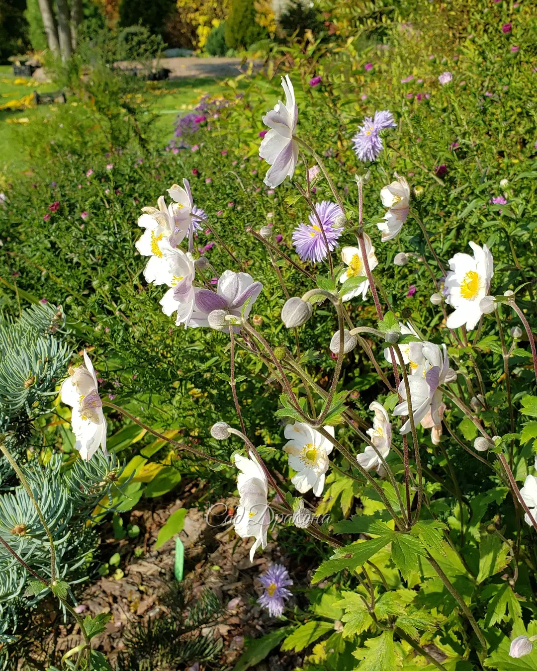 Ещё вчера в саду цвели анемоны 🌸 Но ночью мороз был посильнее, чем раньше (-3°), и остались только астры ❄️💮