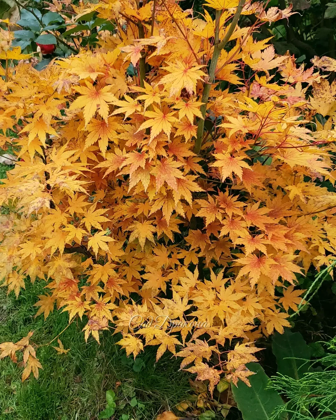 Наш японский клён облетел, но показать его ещё не поздно 🤗🍁 А заодно и розочку, которая за ним растёт 🌹