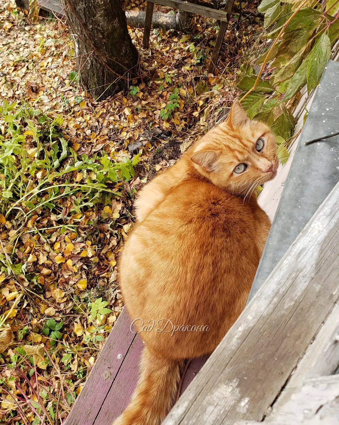 Красота облетает 🍂🍂 От золотого сияния остались только несколько рыжих всполохов 🔥 - дуб красный в конце нижнего сада, лиственница "Диана" и Персик 😂😺🧡