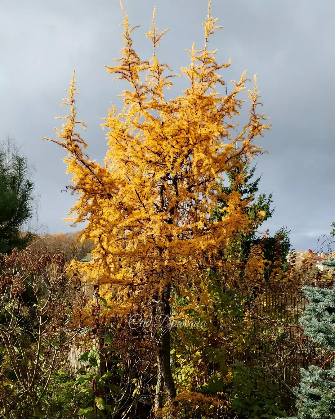 Красота облетает 🍂🍂 От золотого сияния остались только несколько рыжих всполохов 🔥 - дуб красный в конце нижнего сада, лиственница "Диана" и Персик 😂😺🧡