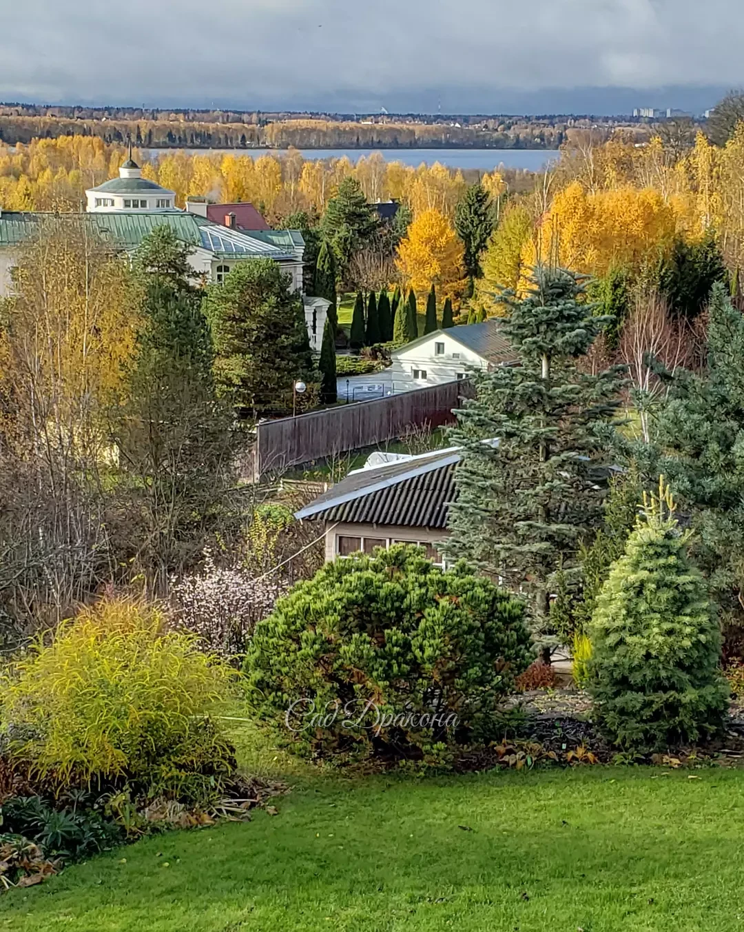 Красота облетает 🍂🍂 От золотого сияния остались только несколько рыжих всполохов 🔥 - дуб красный в конце нижнего сада, лиственница "Диана" и Персик 😂😺🧡