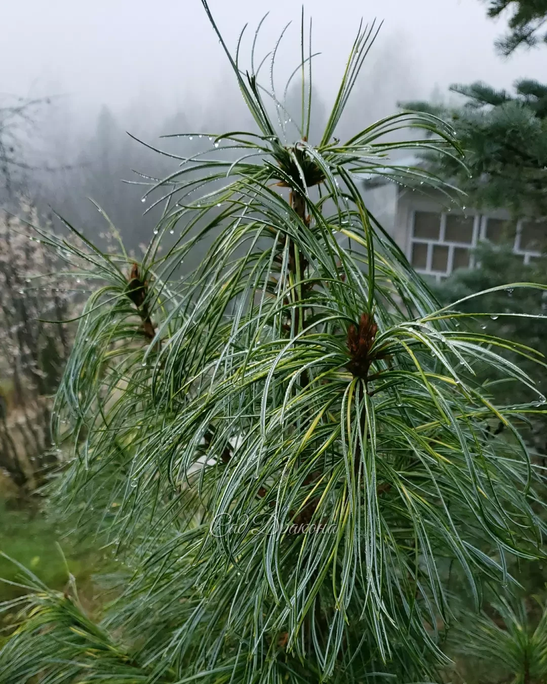 У нас не было мороза, только туман 🌫️ Красиво, загадочно, даже звуки летят по-другому 🐦🎶 Очень мягкий, приятный день 💙 Любите туман? Мы - да 😇