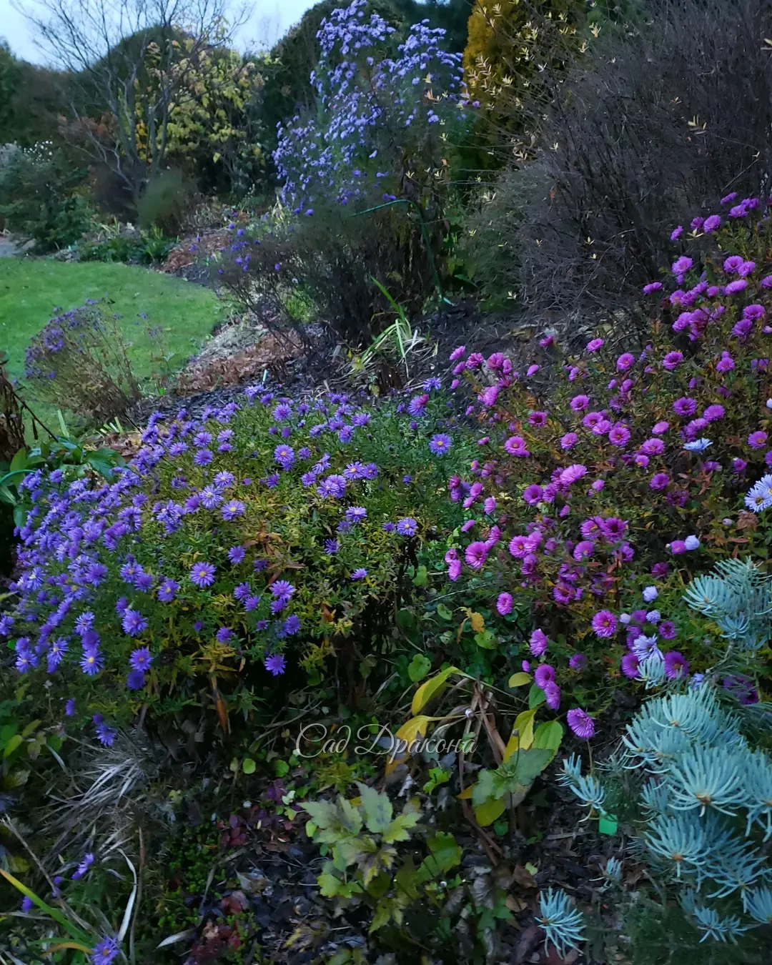 Ноябрь может быть ярким! 🌸🌳🏵️ Цветник у дома, посмотрите, как он меняется при разном освещении - особенно в сумерках и в солнечную погоду 😍☁️💙☀️